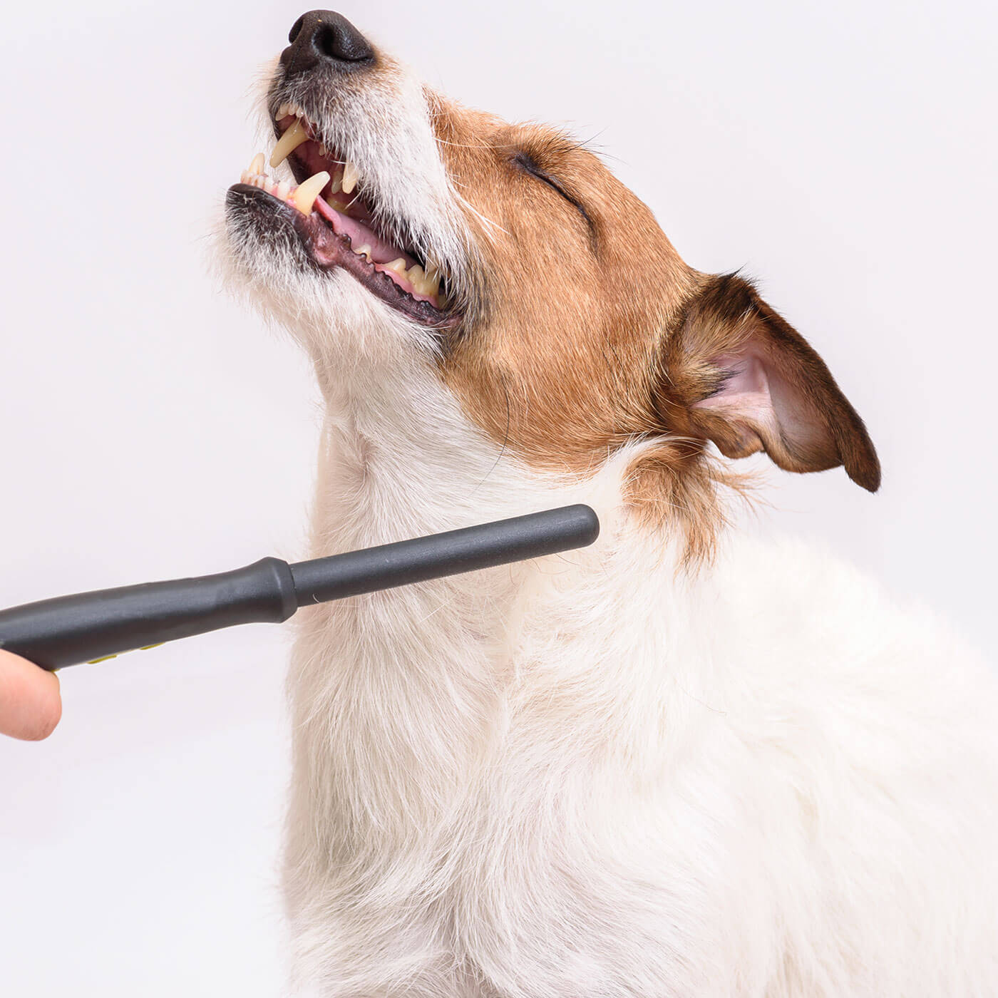 Brighton store dog groomers