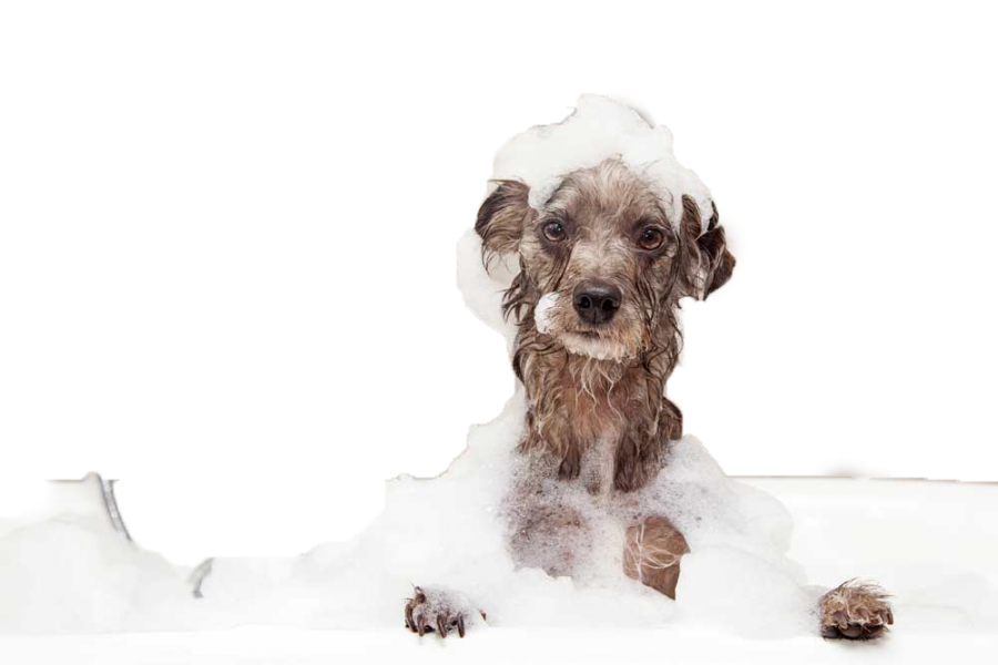 Dog Grooming Portslade Top Coats